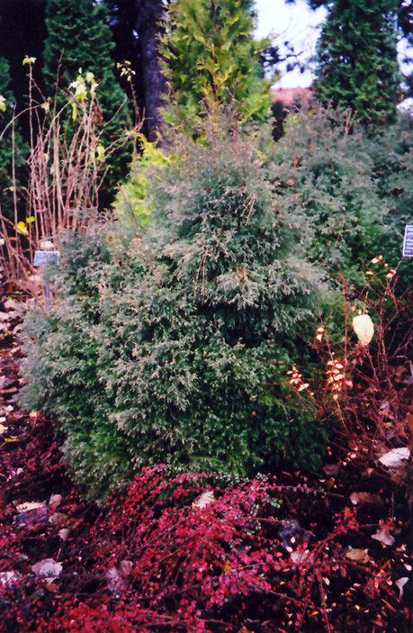 Heatherbun Whitecedar (Chamaecyparis thyoides 'Heatherbun') at Nunan Florist & Greenhouses