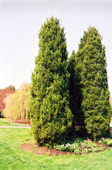 Eastern Redcedar (Juniperus virginiana) at Nunan Florist & Greenhouses