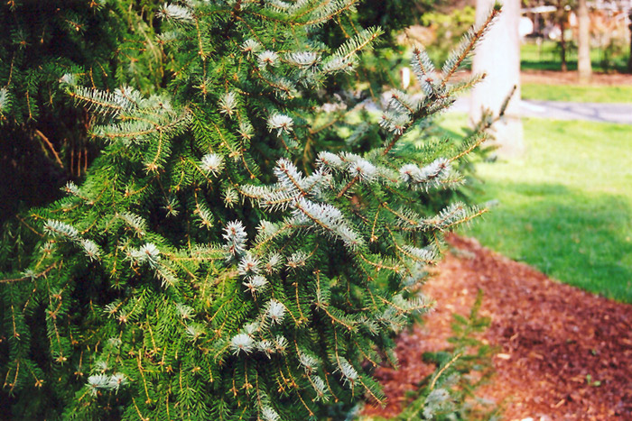Serbian Spruce (Picea omorika) at Nunan Florist & Greenhouses