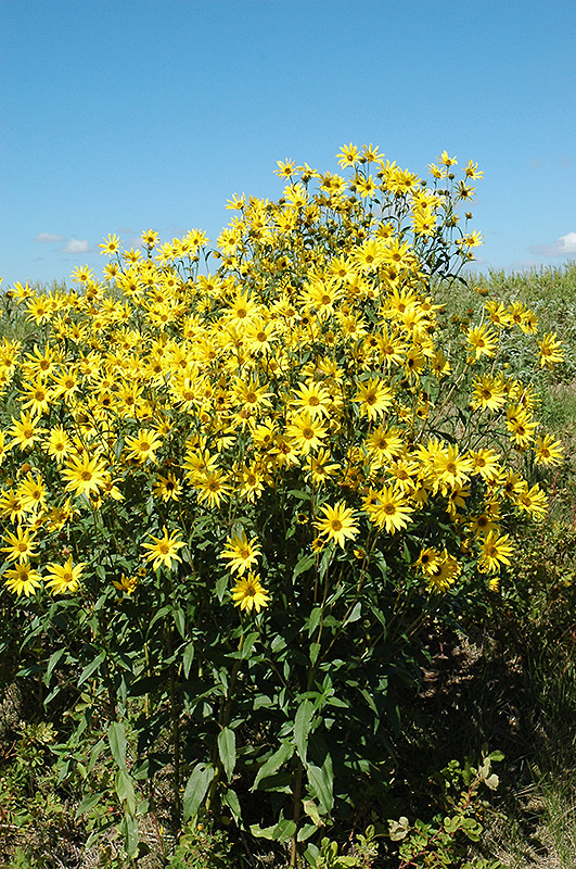 False Sunflower (Heliopsis scabra) at Nunan Florist & Greenhouses