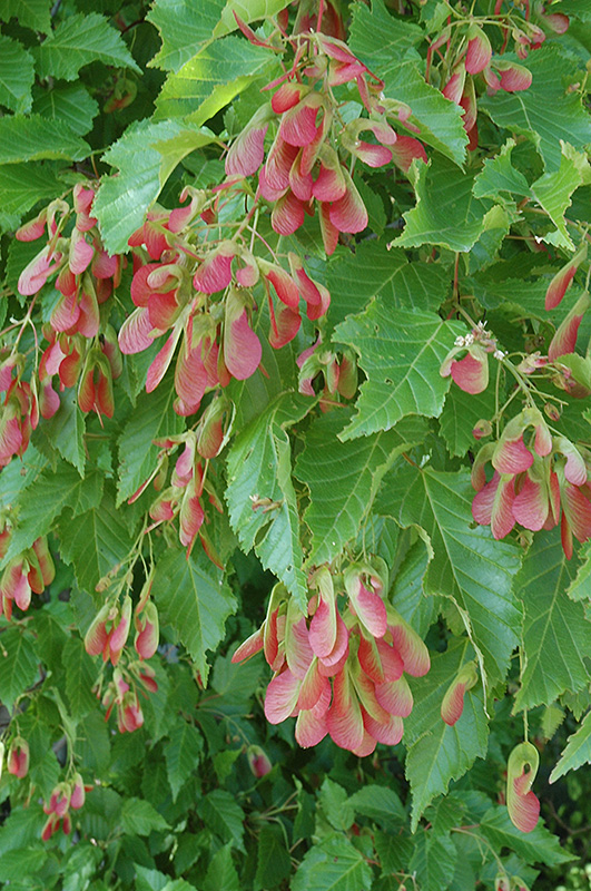 Amur Maple (multi-stem) (Acer ginnala '(multi-stem)') at Nunan Florist & Greenhouses