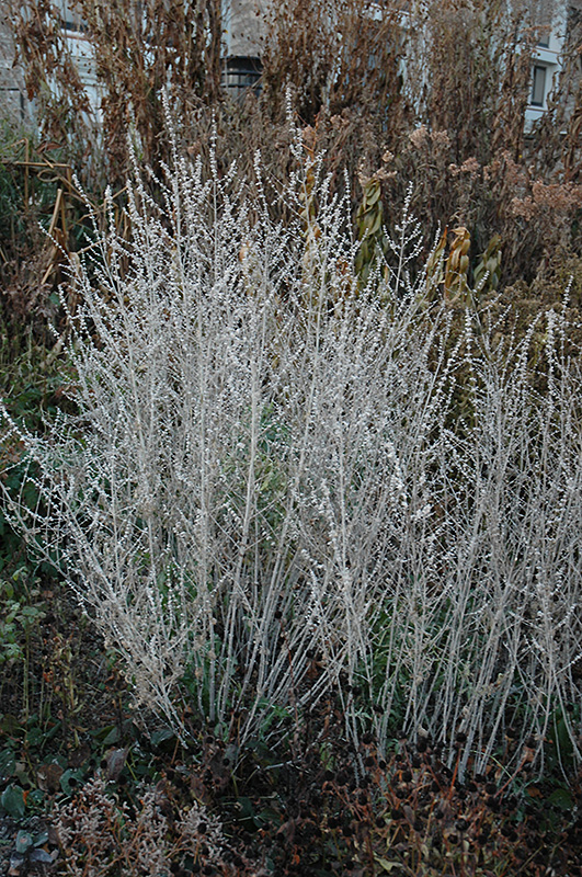 Russian Sage (Perovskia atriplicifolia) at Nunan Florist & Greenhouses
