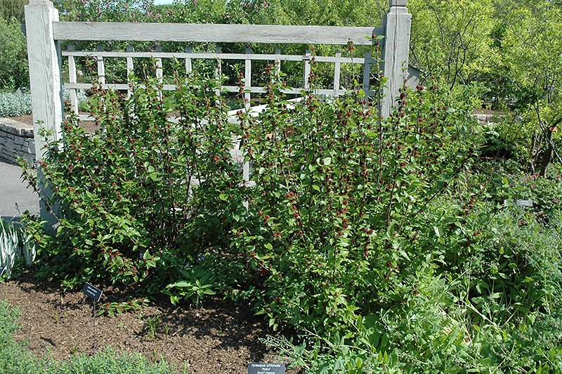 Common Sweetshrub (Calycanthus floridus) at Nunan Florist & Greenhouses