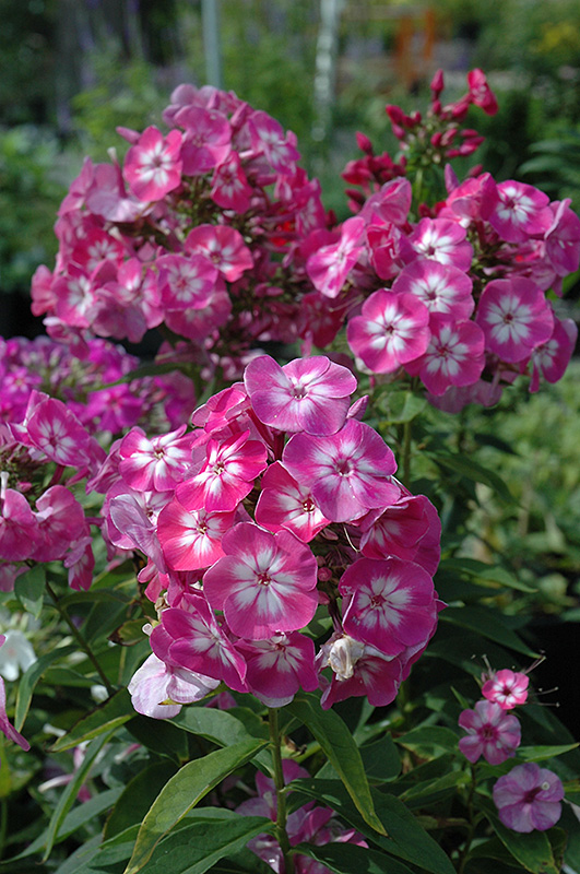 Volcano Pink Garden Phlox (Phlox paniculata 'Volcano Pink') at Nunan Florist & Greenhouses