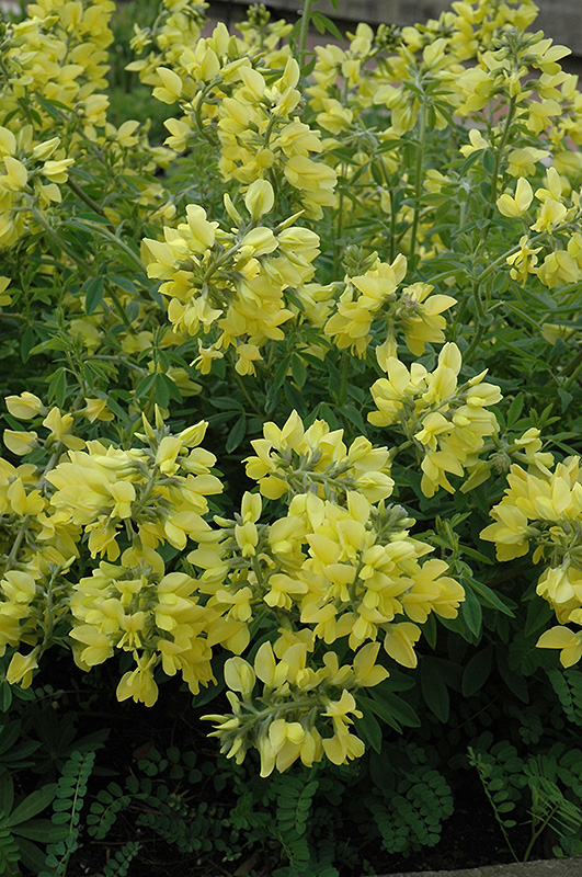 Yellow Wild Indigo (Baptisia sphaerocarpa) at Nunan Florist & Greenhouses