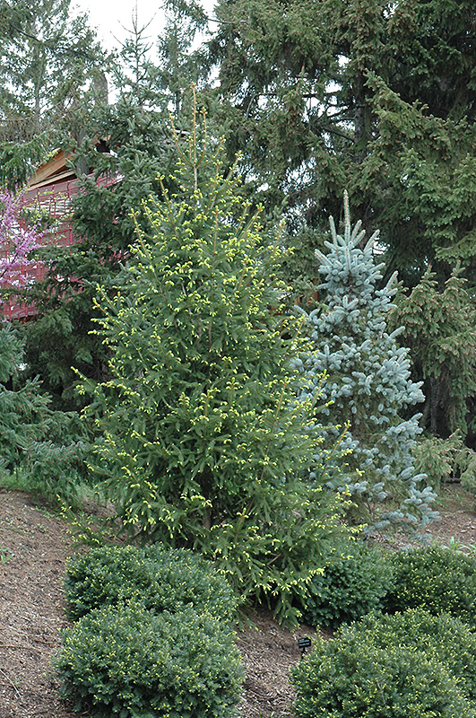 Golden Norway Spruce (Picea abies 'Aurea') at Nunan Florist & Greenhouses