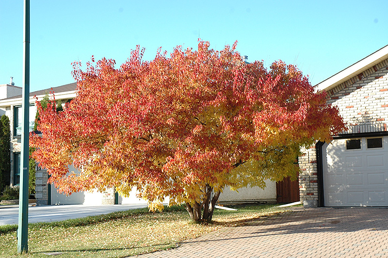 Amur Maple (multi-stem) (Acer ginnala '(multi-stem)') at Nunan Florist & Greenhouses