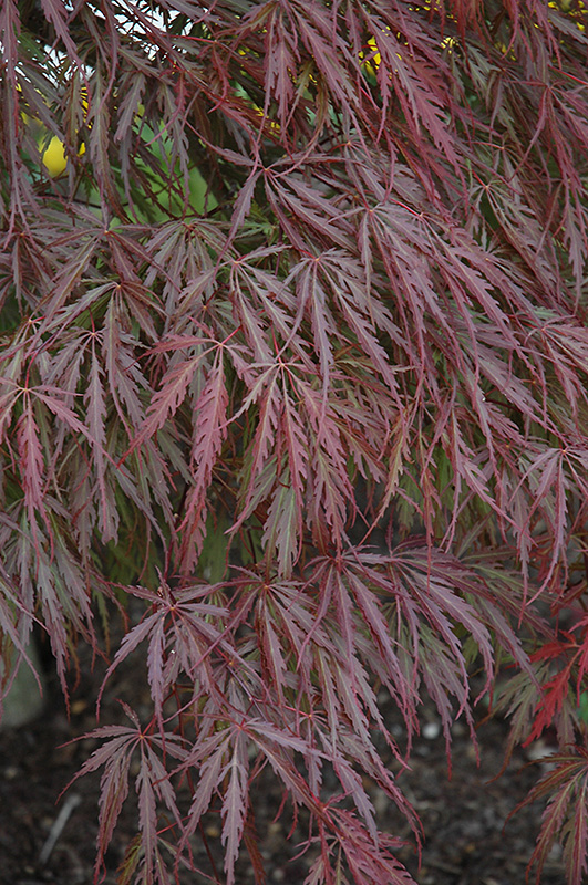 Tamukeyama Japanese Maple (Acer palmatum 'Tamukeyama') at Nunan Florist & Greenhouses