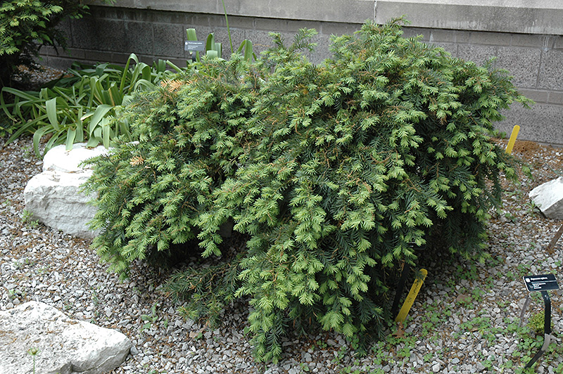 Dwarf Japanese Plum Yew (Cephalotaxus harringtonia 'Nana') at Nunan Florist & Greenhouses