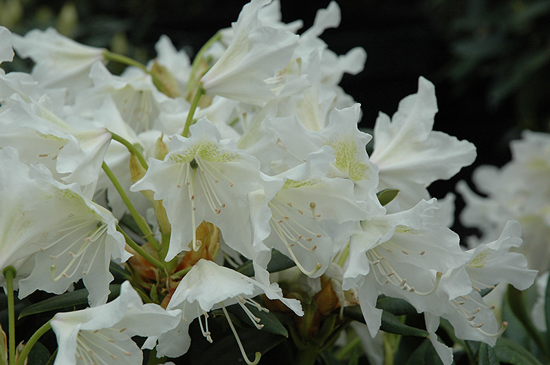 Cunningham White Rhododendron (Rhododendron 'Cunningham White') at Nunan Florist & Greenhouses