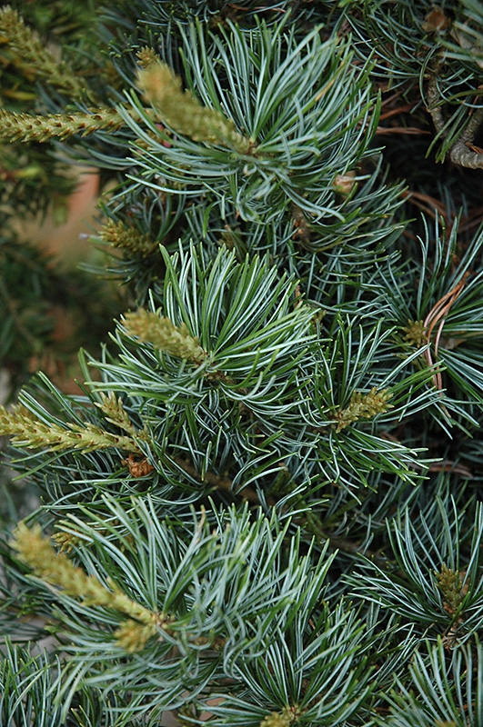 Fukushima White Pine (Pinus parviflora 'Fukushima') at Nunan Florist & Greenhouses