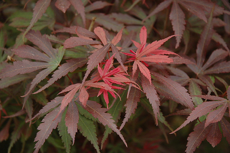 Shaina Japanese Maple (Acer palmatum 'Shaina') at Nunan Florist & Greenhouses