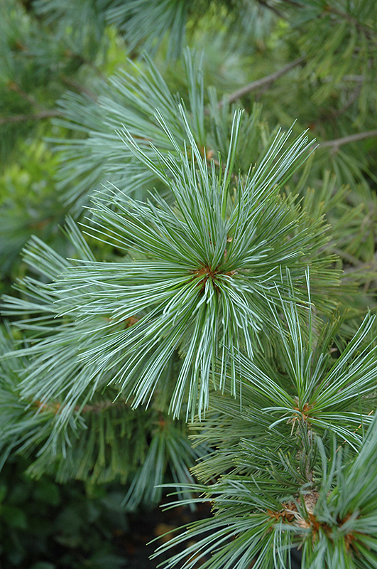 Vanderwolf's Pyramid Pine (Pinus flexilis 'Vanderwolf's Pyramid') at Nunan Florist & Greenhouses