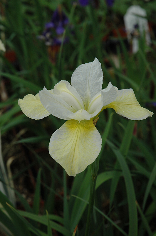 Butter And Sugar Siberian Iris (Iris sibirica 'Butter And Sugar') at Nunan Florist & Greenhouses