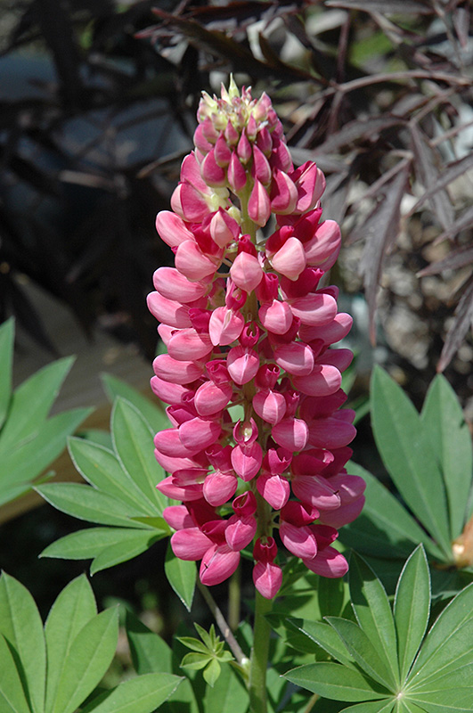 Gallery Red Lupine (Lupinus 'Gallery Red') at Nunan Florist & Greenhouses