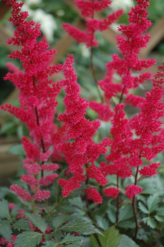 Fanal Astilbe (Astilbe x arendsii 'Fanal') at Nunan Florist & Greenhouses