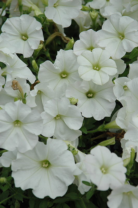 Supertunia Mini White Petunia (Petunia 'Supertunia Mini White') at Nunan Florist & Greenhouses