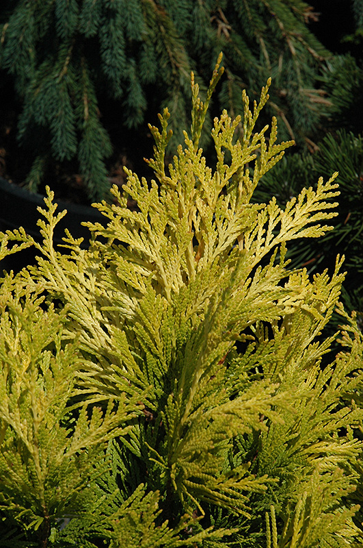 Forever Goldy Arborvitae (Thuja plicata '4ever') at Nunan Florist & Greenhouses