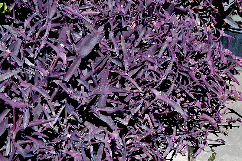 Purple Queen (Setcreasea pallida 'Purple Queen') at Nunan Florist & Greenhouses
