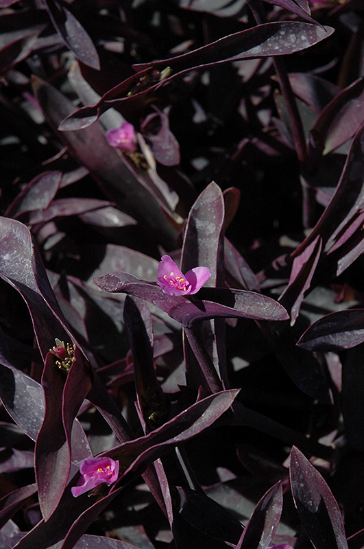 Purple Queen (Setcreasea pallida 'Purple Queen') at Nunan Florist & Greenhouses