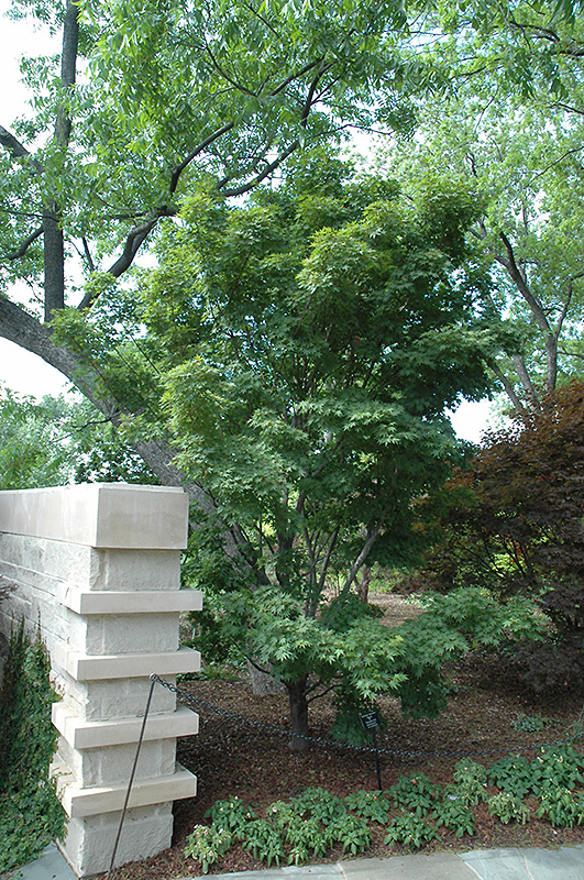 Tobiosho Japanese Maple (Acer palmatum 'Tobiosho') at Nunan Florist & Greenhouses