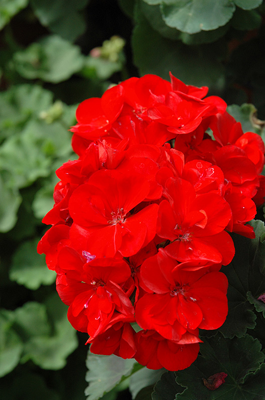 Rocky Mountain Dark Red Geranium (Pelargonium 'Rocky Mountain Dark Red') at Nunan Florist & Greenhouses