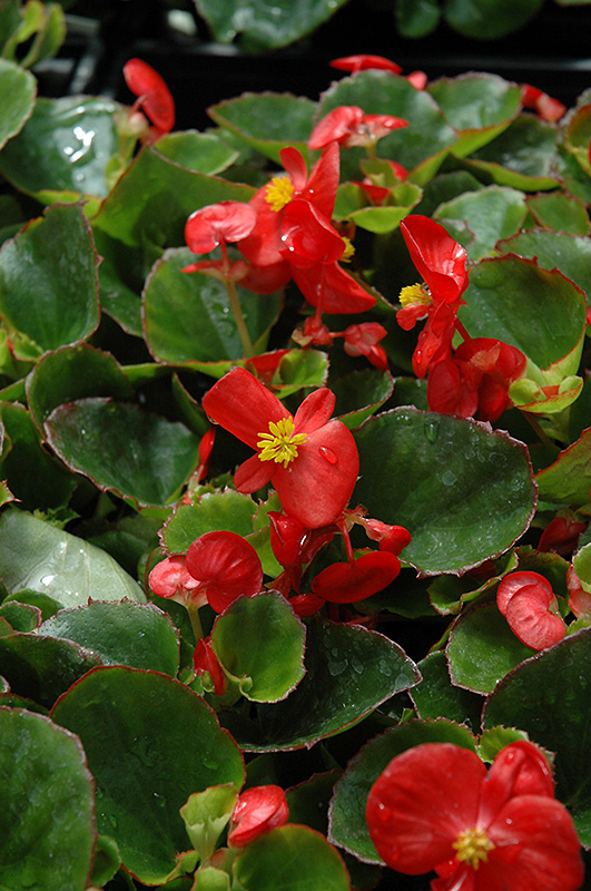Super Olympia Red Begonia (Begonia 'Super Olympia Red') at Nunan Florist & Greenhouses