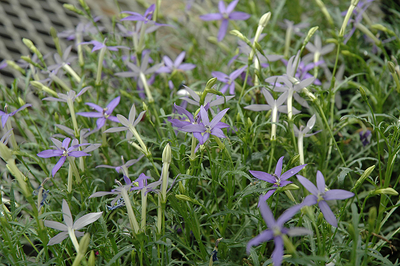 Beth's Blue Laurentia (Isotoma axillaris 'Beth's Blue') at Nunan Florist & Greenhouses