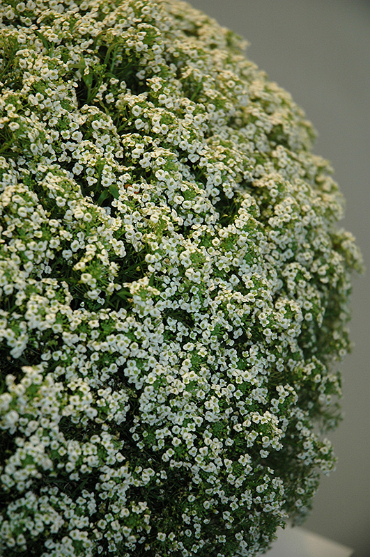 White Knight Alyssum (Lobularia maritima 'White Knight') at Nunan Florist & Greenhouses