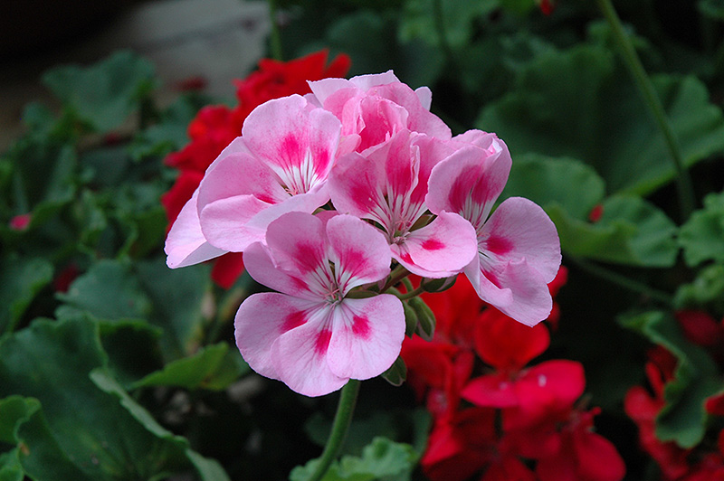 Rocky Mountain Light Pink Geranium (Pelargonium 'Rocky Mountain Light Pink') at Nunan Florist & Greenhouses