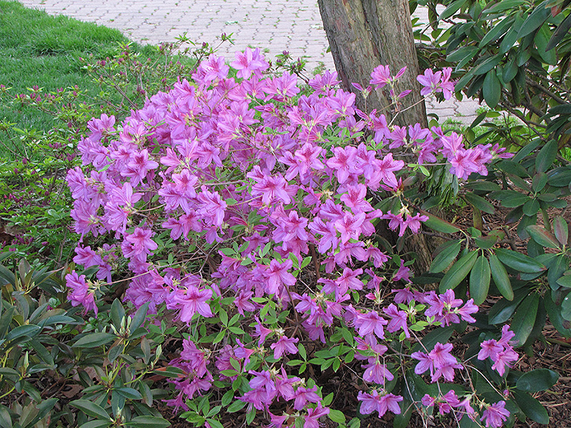 Girard's Karen Azalea (Rhododendron 'Girard's Karen') at Nunan Florist & Greenhouses