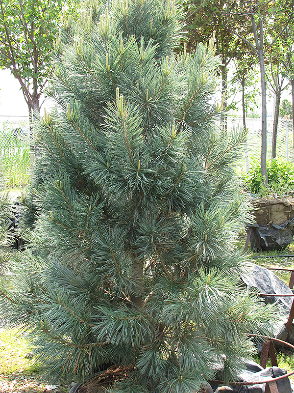 Vanderwolf's Pyramid Pine (Pinus flexilis 'Vanderwolf's Pyramid') at Nunan Florist & Greenhouses