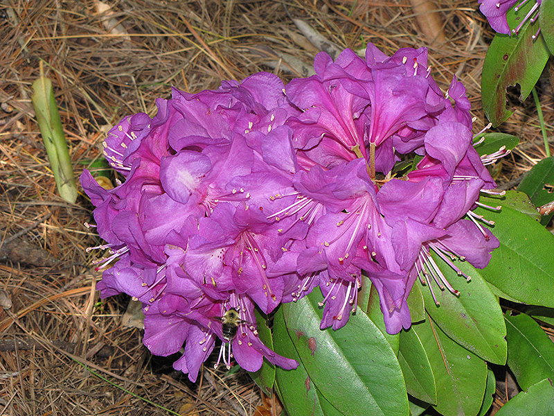 Northern Starburst Rhododendron (Rhododendron 'Northern Starburst') at Nunan Florist & Greenhouses
