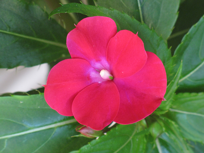 Infinity Cherry Red New Guinea Impatiens (Impatiens hawkeri 'Visinfchrimp') at Nunan Florist & Greenhouses