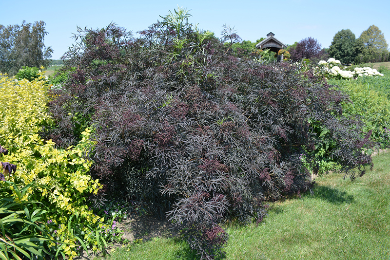 Black Lace Elder (Sambucus nigra 'Eva') at Nunan Florist & Greenhouses