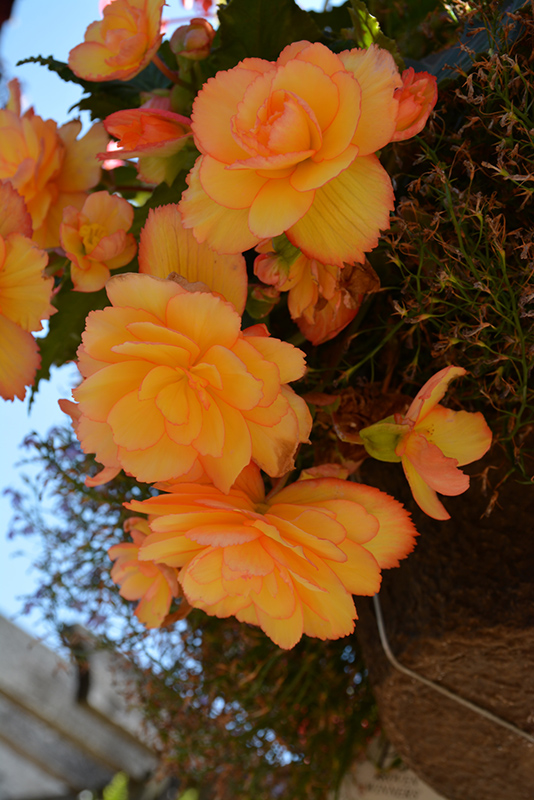 Illumination Golden Picotee Begonia (Begonia 'Illumination Golden Picotee') at Nunan Florist & Greenhouses