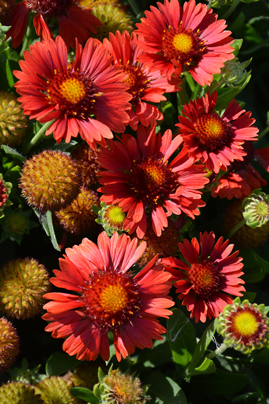 Sunset Celebration Blanket Flower (Gaillardia x grandiflora 'Sunset Celebration') at Nunan Florist & Greenhouses