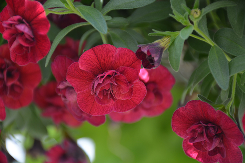 Superbells Double Ruby Calibrachoa (Calibrachoa 'USCAL83901') at Nunan Florist & Greenhouses