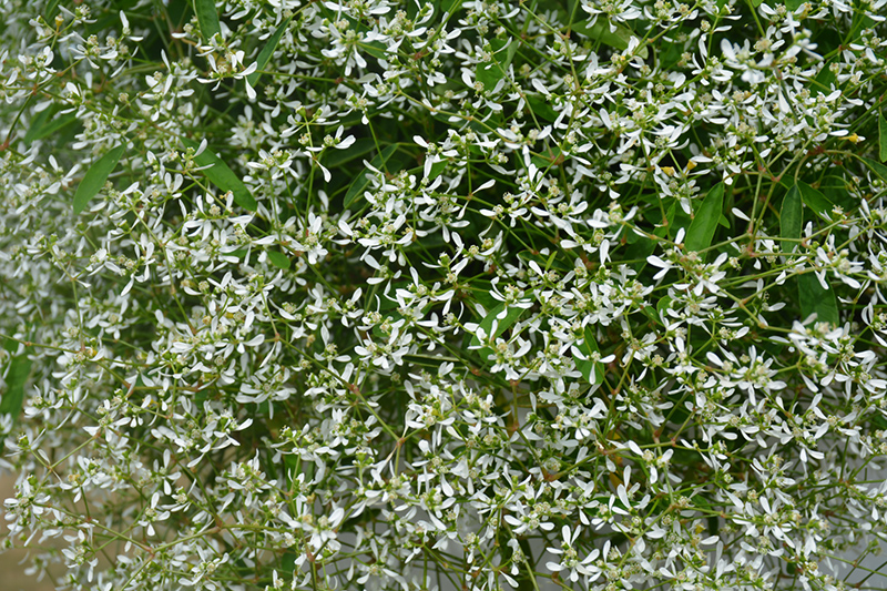 Diamond Frost Euphorbia (Euphorbia 'INNEUPHDIA') at Nunan Florist & Greenhouses