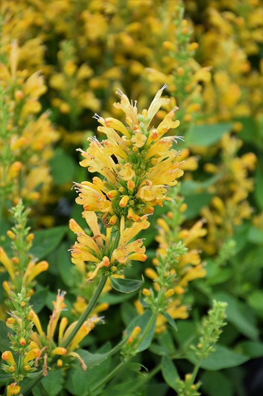 Poquito Butter Yellow Hyssop (Agastache 'TNGAPBY') at Nunan Florist & Greenhouses