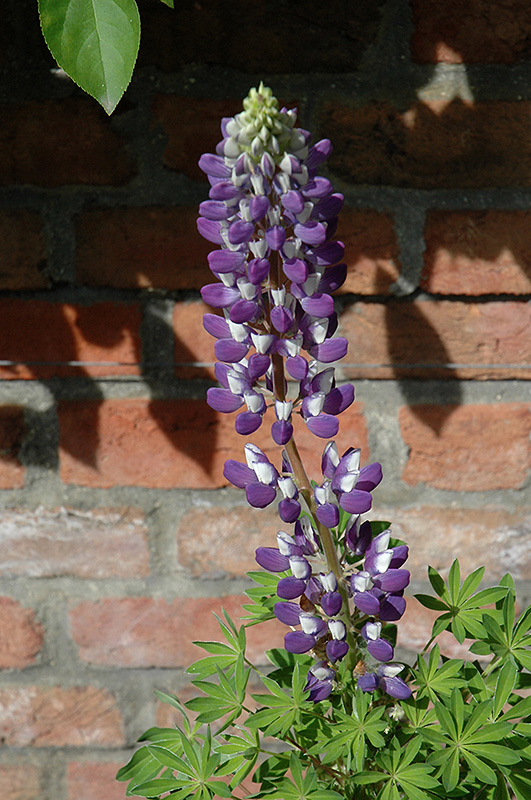 Gallery Blue Shades Lupine (Lupinus 'Gallery Blue Shades') at Nunan Florist & Greenhouses