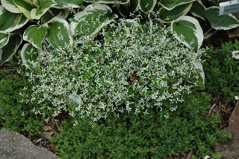 Diamond Frost Euphorbia (Euphorbia 'INNEUPHDIA') at Nunan Florist & Greenhouses