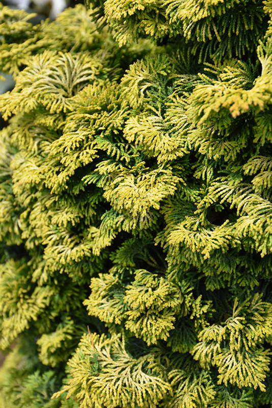 Dwarf Golden Hinoki Falsecypress (Chamaecyparis obtusa 'Nana Aurea') at Nunan Florist & Greenhouses
