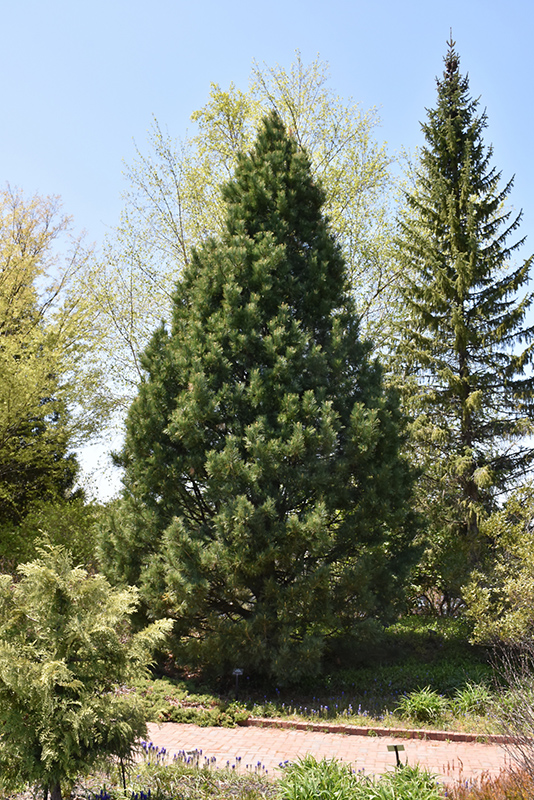 Swiss Stone Pine (Pinus cembra) at Nunan Florist & Greenhouses