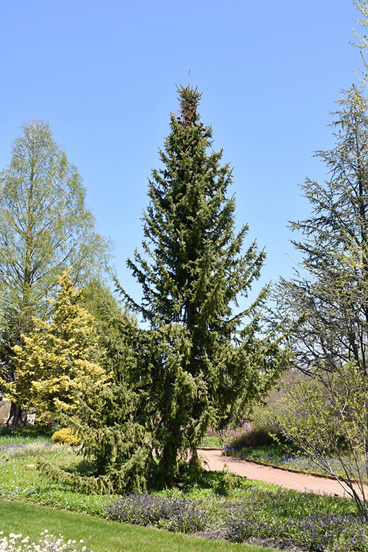 Serbian Spruce (Picea omorika) at Nunan Florist & Greenhouses