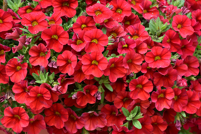 Superbells Red Calibrachoa (Calibrachoa 'INCALIMRED') at Nunan Florist & Greenhouses