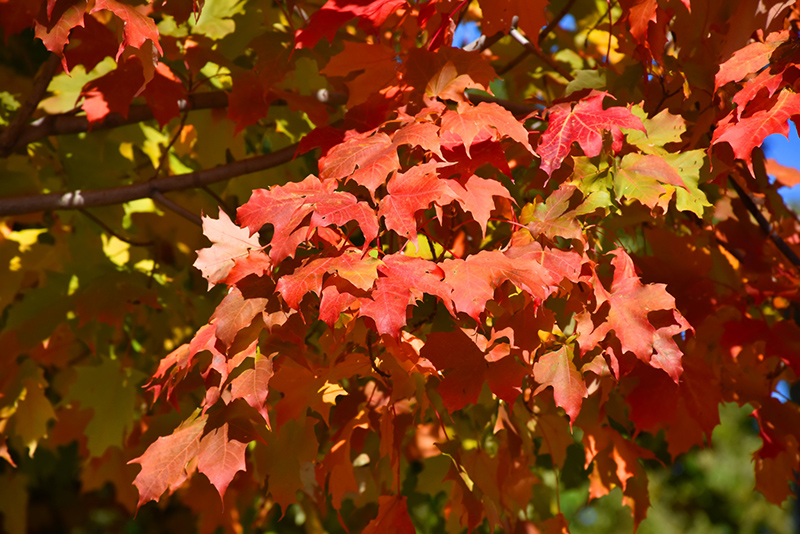 Autumn Splendor Sugar Maple (Acer saccharum 'Autumn Splendor') at Nunan Florist & Greenhouses