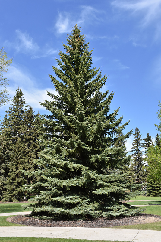 Blue Colorado Spruce (Picea pungens 'var. glauca') at Nunan Florist & Greenhouses