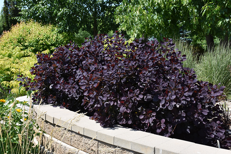 Royal Purple Smokebush (Cotinus coggygria 'Royal Purple') at Nunan Florist & Greenhouses