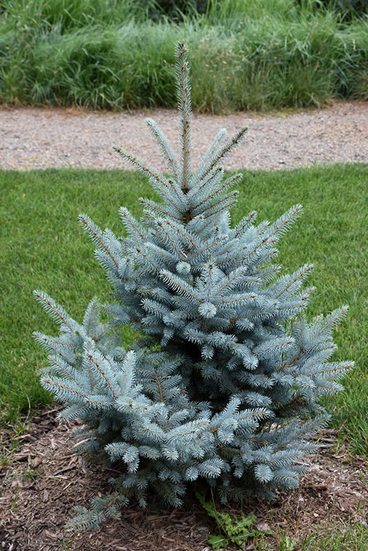 Bonny Blue Blue Spruce (Picea pungens 'Bonny Blue') at Nunan Florist & Greenhouses